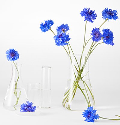 Korenbloemen in vazen